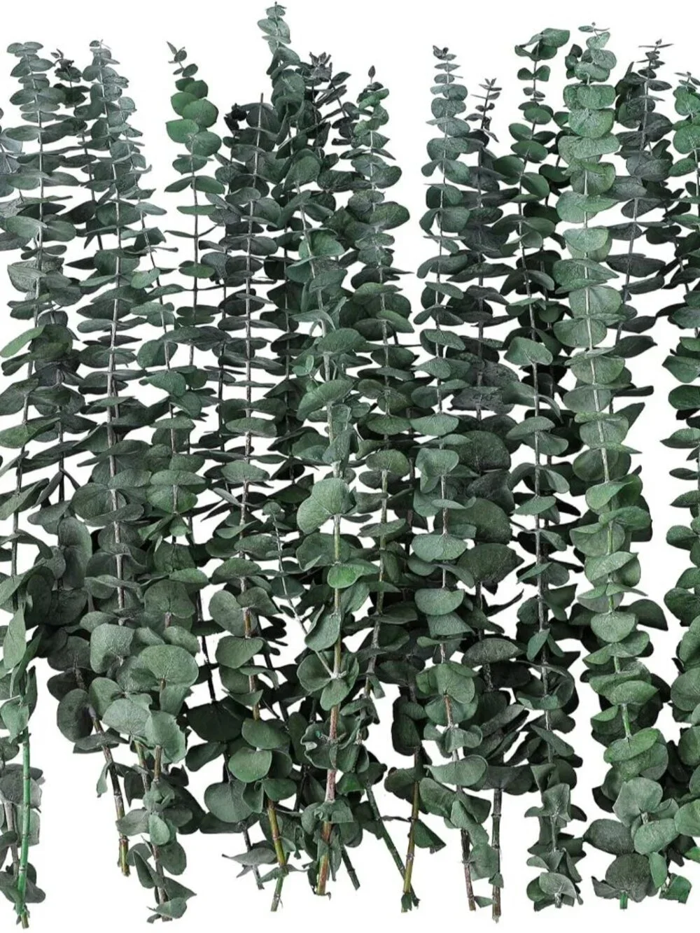 20 Pcs Dried Eucalyptus Stems 17